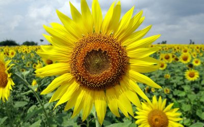 PODSTAWOWE POTRZEBY DZIECKA a zranione potrzeby DDA