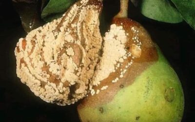 System Iluzji i&nbsp;Zaprzeczeń u&nbsp;DDA